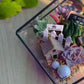 Black Frame Cubical Succulent Terrarium