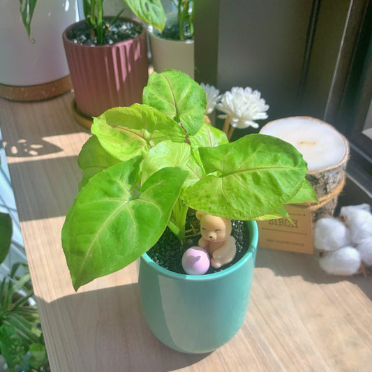 Syngonium Cream Allusion (imported) in glazed ceramic pot