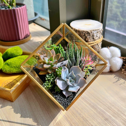 Golden Frame Cubical Terrarium