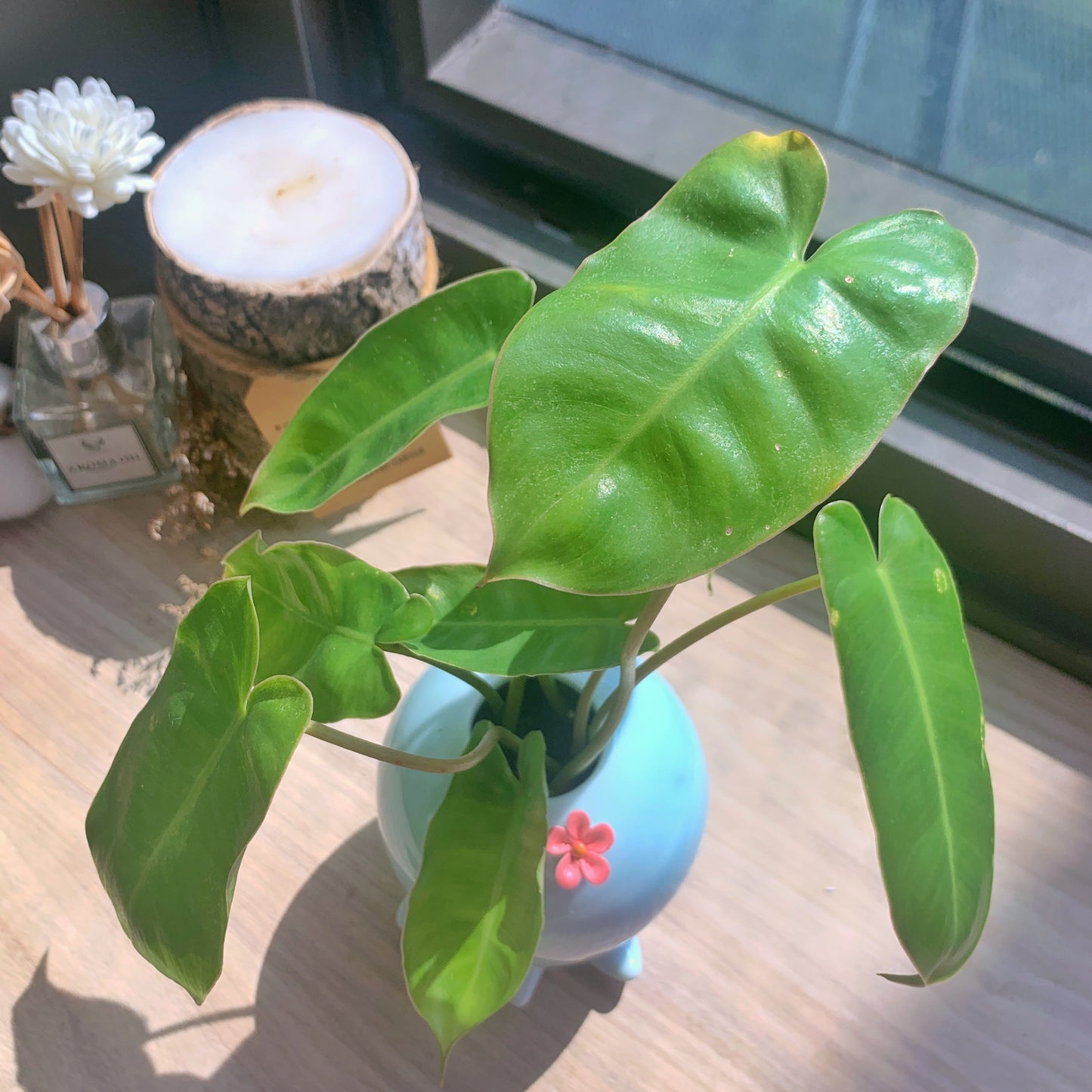 Philodendron burle-marxii in octopus 🐙 pot