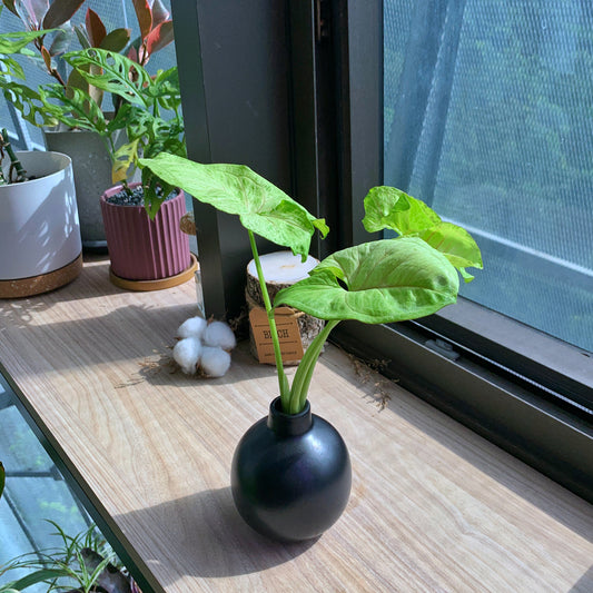 Syngonium Cream Allusion in black ceramic pot