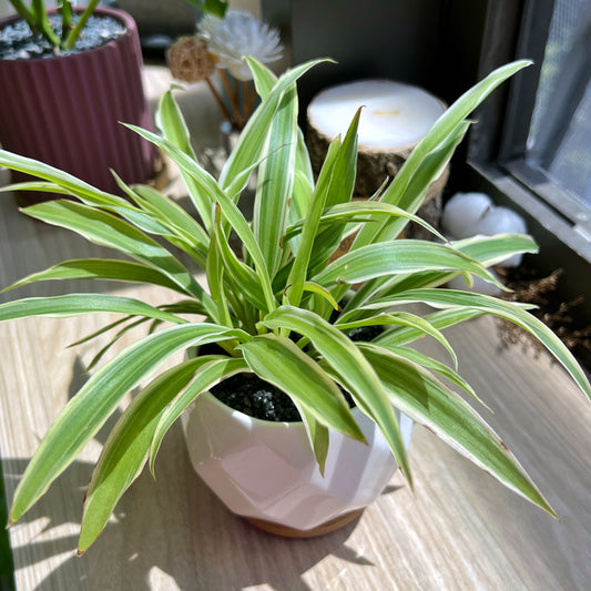 Spider Plant in marble polygonal pot