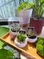 Vibrant succulents in ceramic bowl planters - a delightful and long-lasting door gift idea.