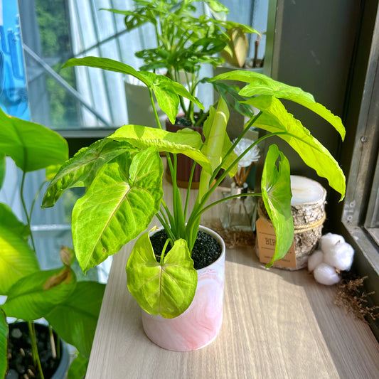 Syngonium Cream Allusion in pink marble pot