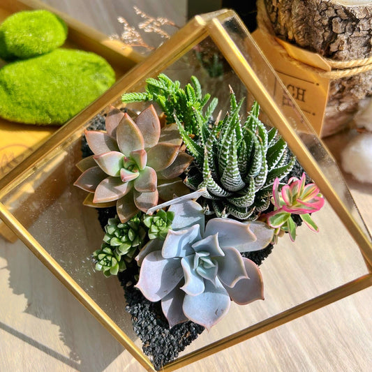 Golden Frame Cubical Terrarium