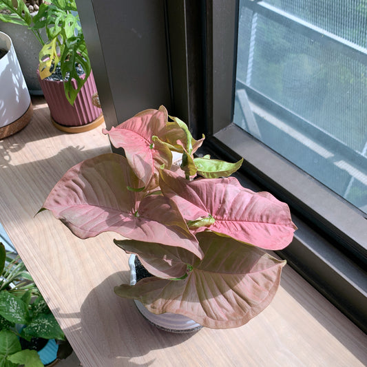 Syngonium Podophyllum Pink in ceramic pot