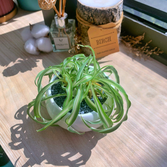Curly Spider Plant in white ceramic pot