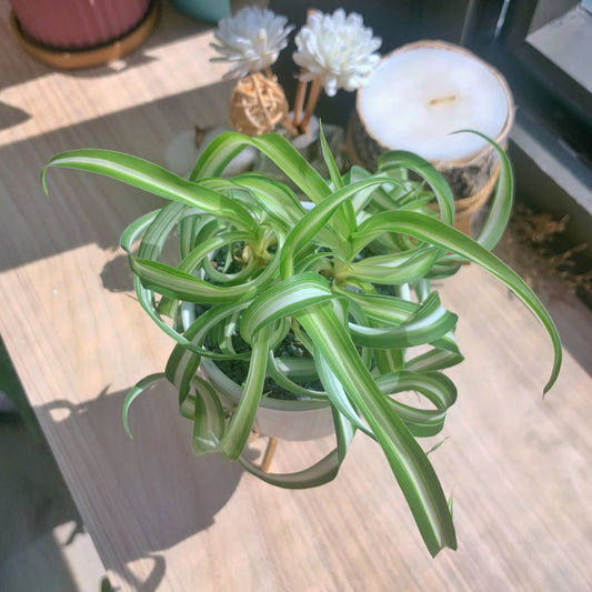 Curly Spider Plant in marble ceramic pot (free stand)