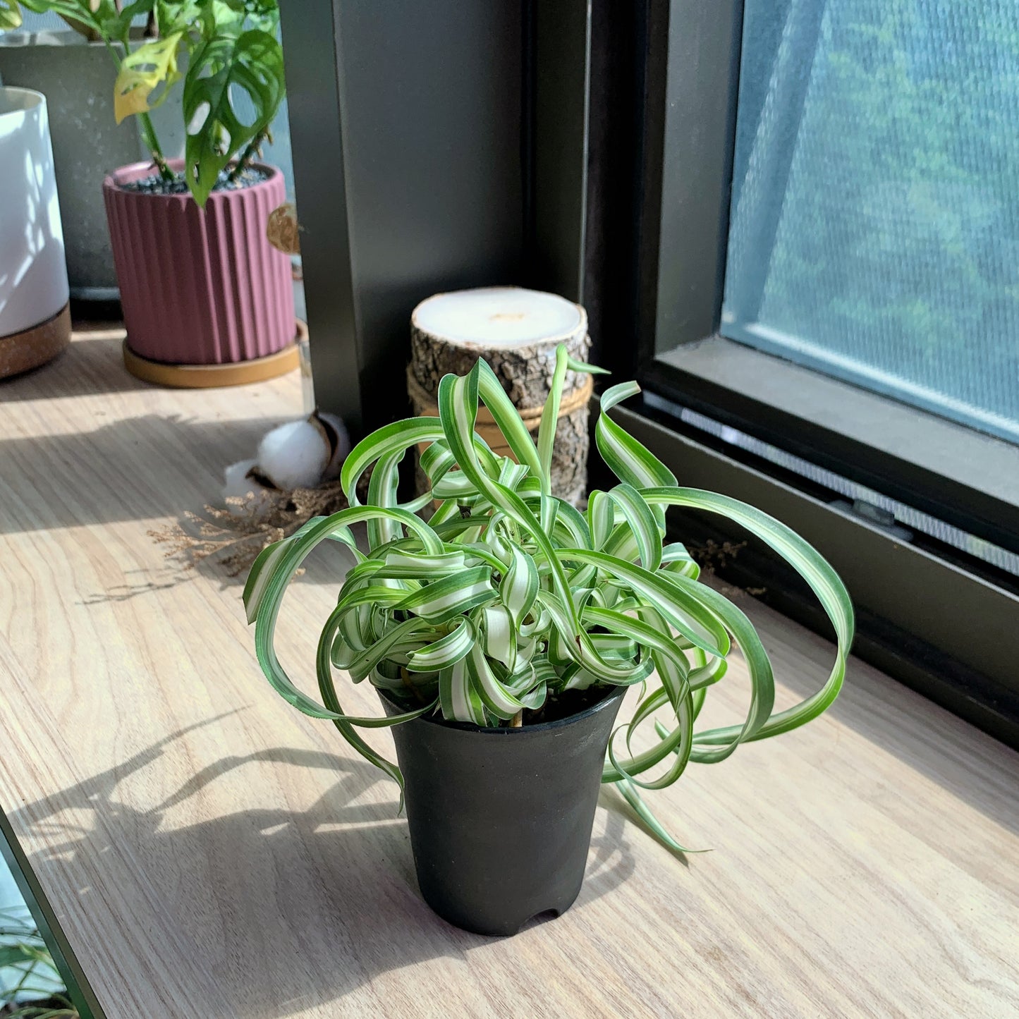 Curly Spider Plant in black plastic pot
