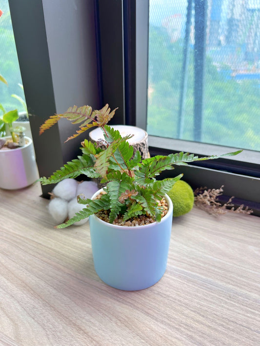 Adiantum in matt ceramic pot