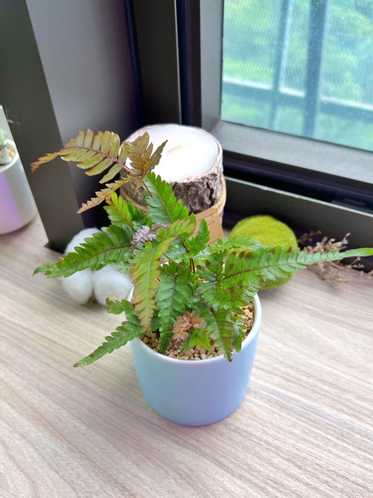 Adiantum in matt ceramic pot