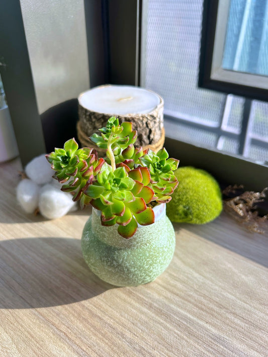 Aeonium in textured clay pot
