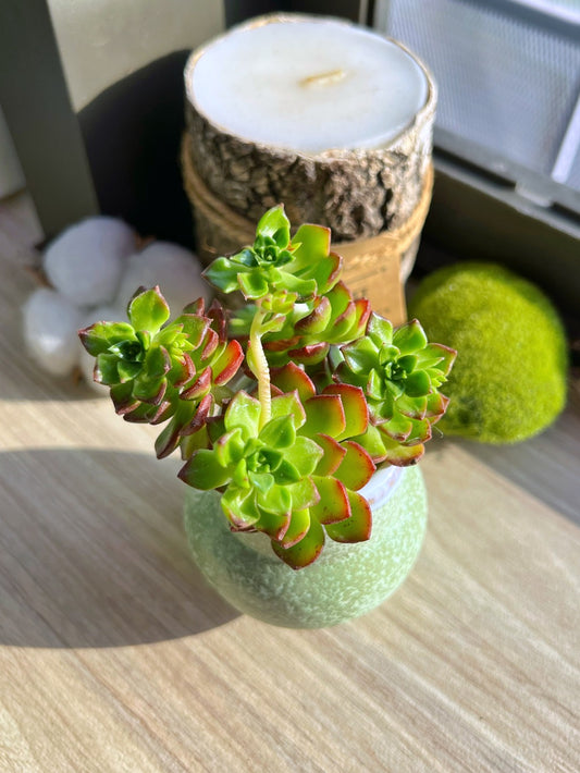 Aeonium in textured clay pot