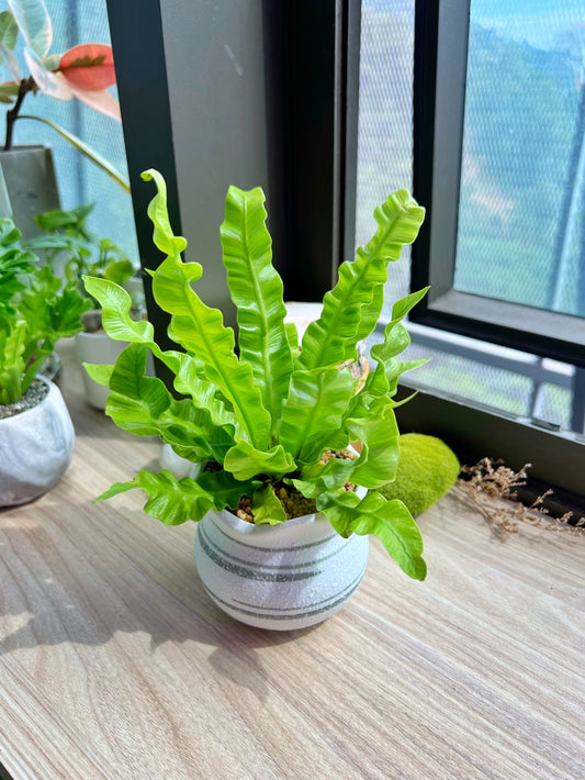Asplenium Nidus in matt ceramic pot