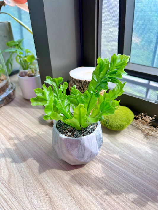 Asplenium Punctatum in matt marble pot