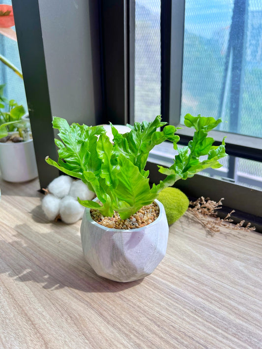 Asplenium Punctatum in matt marble pot