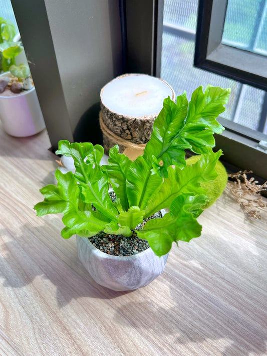 Asplenium Punctatum in matt marble pot