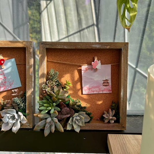 Soil-less Succulent Arrangement Photo Frame