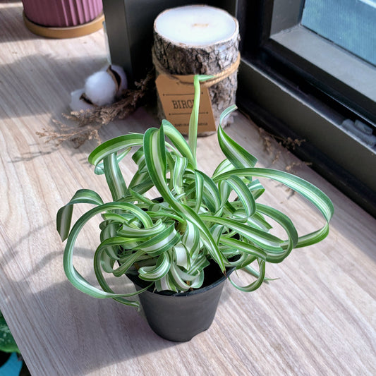 Curly Spider Plant in black plastic pot