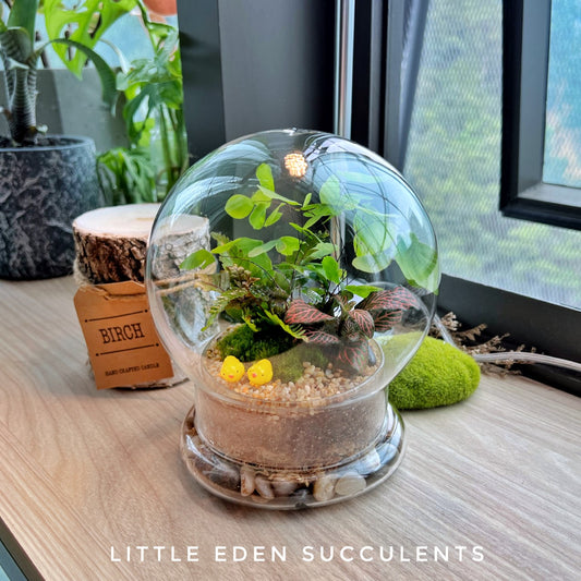 Clear Glass Dome Terrarium