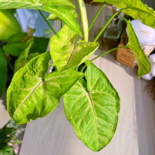 Syngonium Cream Allusion in pink marble pot