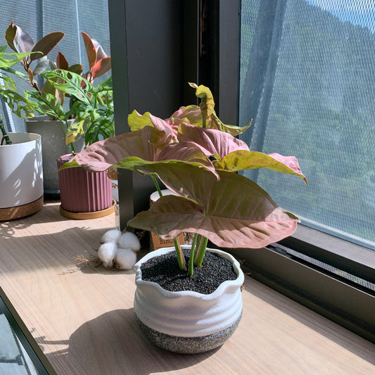 Syngonium Podophyllum Pink in ceramic pot