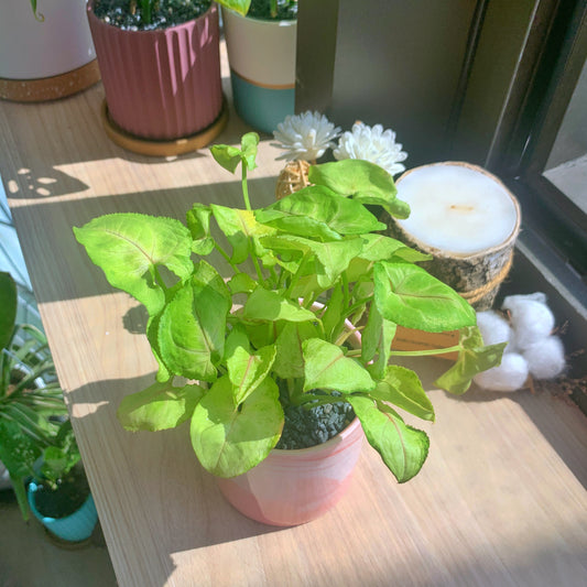 Syngonium Cream Allusion in pink marble ceramic pot