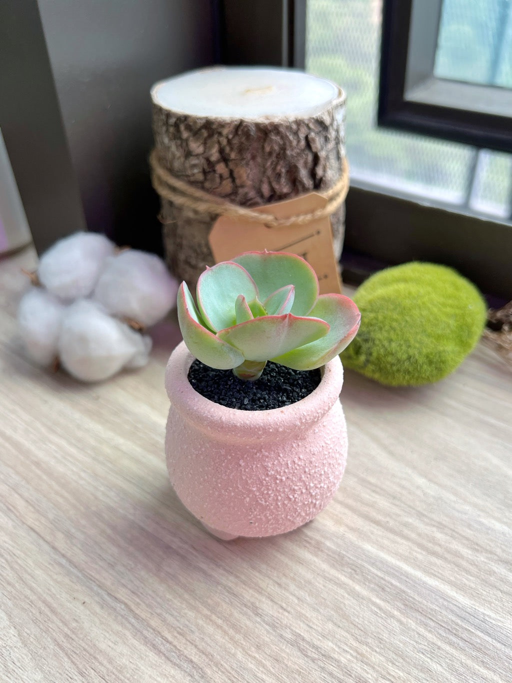 Echeveria Peach Pride in matt textured clay pot