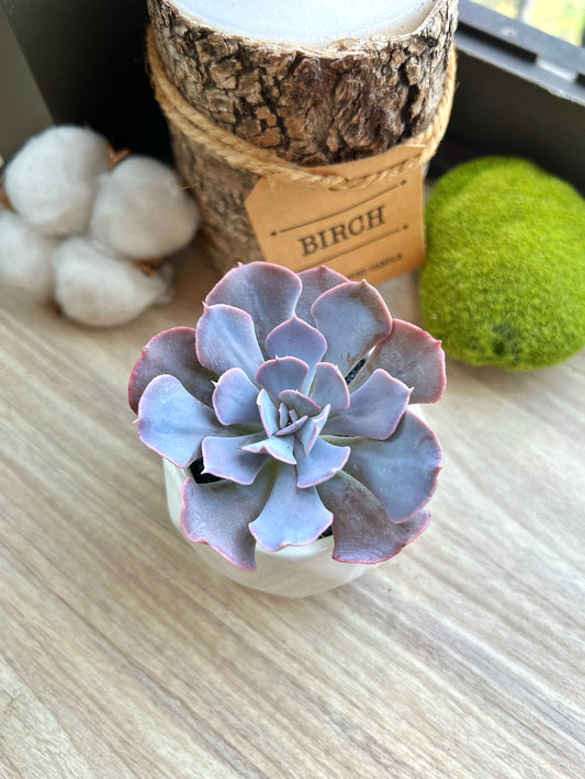 Echeveria Shaviana Hybrid in glazed ceramic pot