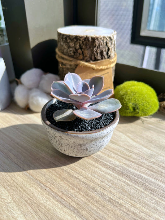 Echeveria in Matt Ceramic Pot