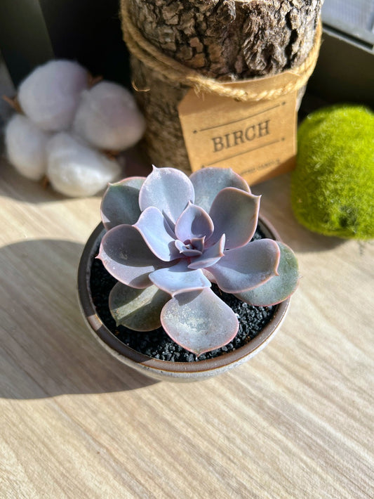 Echeveria in Matt Ceramic Pot