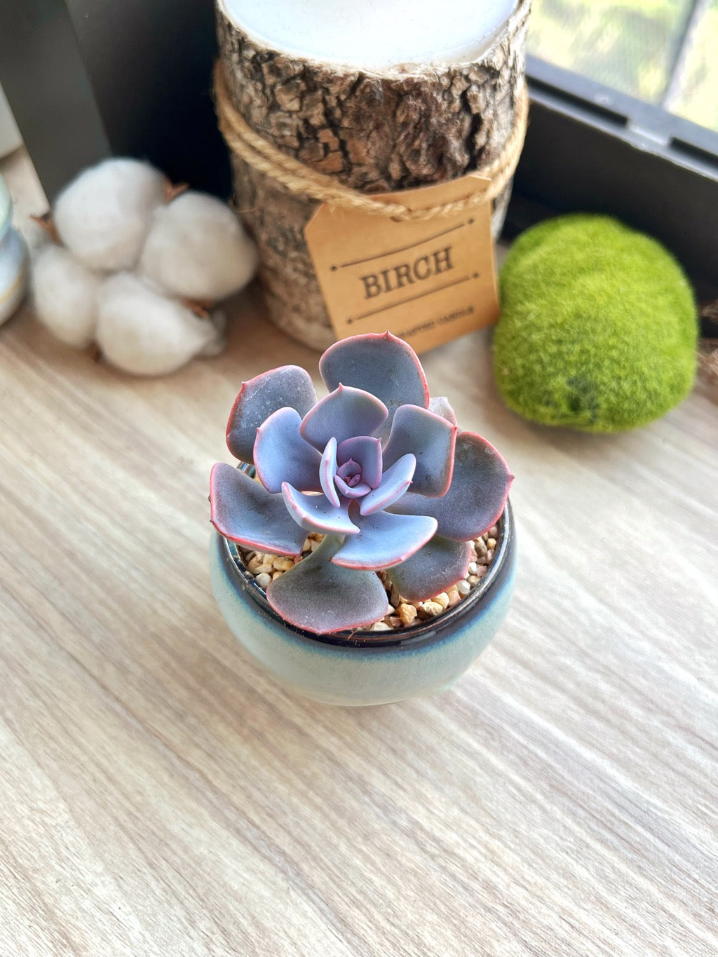 Echeveria in glazed gradient ceramic pot