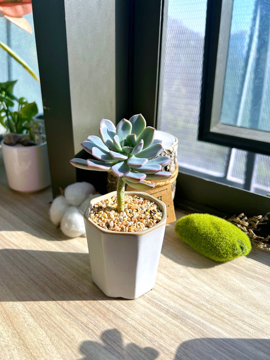 Escheveria Pretty in Pink in glazed clay pot