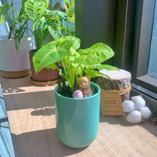 Syngonium Cream Allusion (imported) in glazed ceramic pot