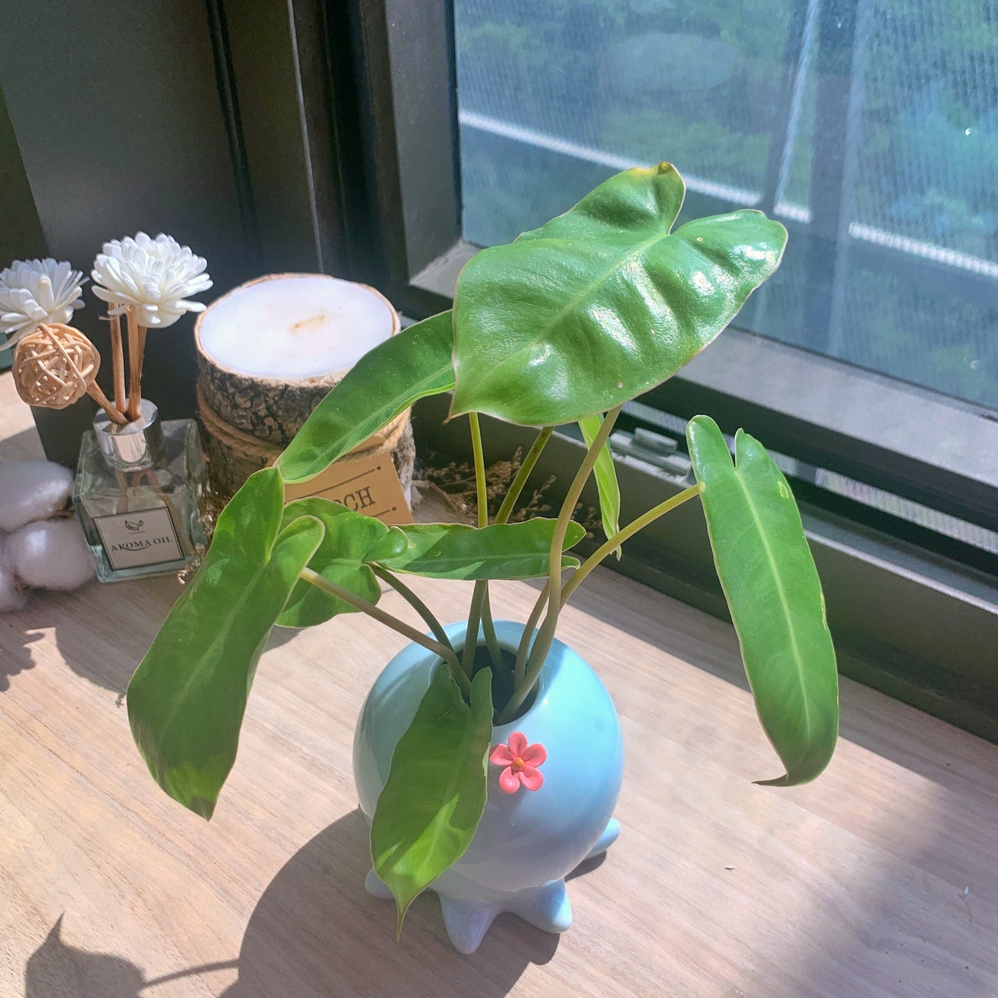 Philodendron burle-marxii in octopus 🐙 pot