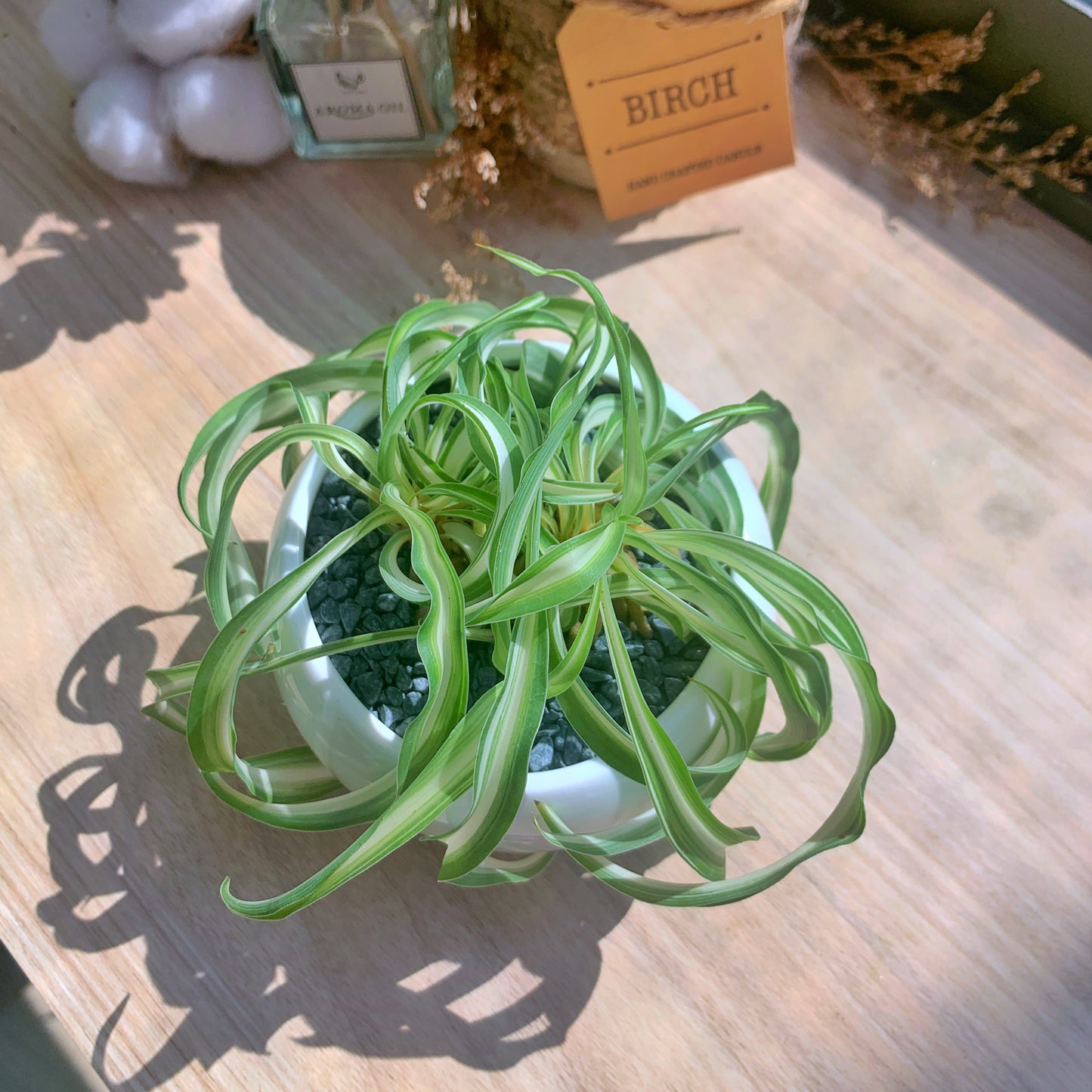 Curly Spider Plant in white ceramic pot