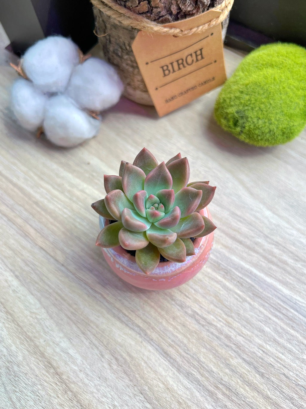 Graptosedum Banana