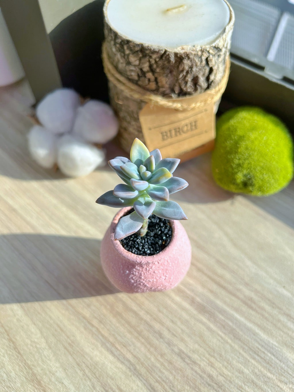 Graptosedum in matt textured clay pot