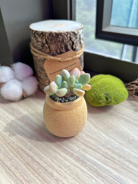 Graptosedum in matt textured clay pot