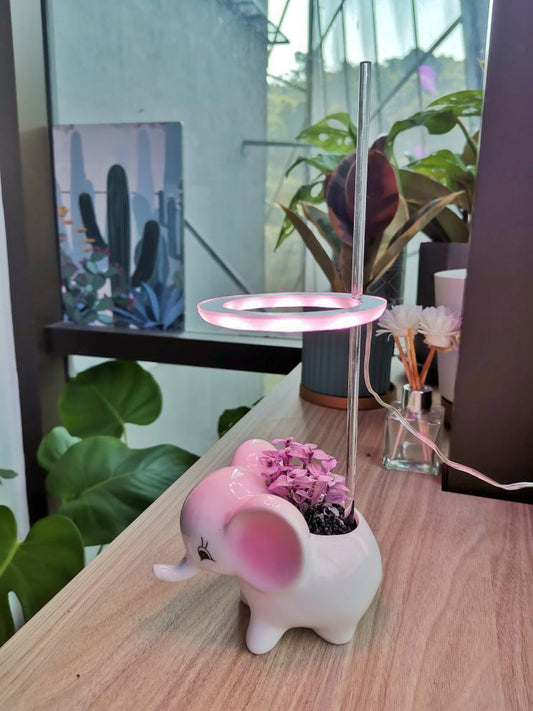 Succulent Plant Growlight