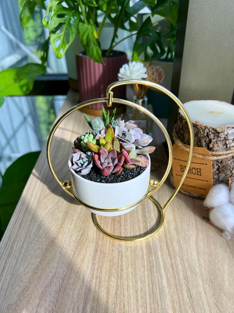 Succulent Arrangement in golden frame swinging pot