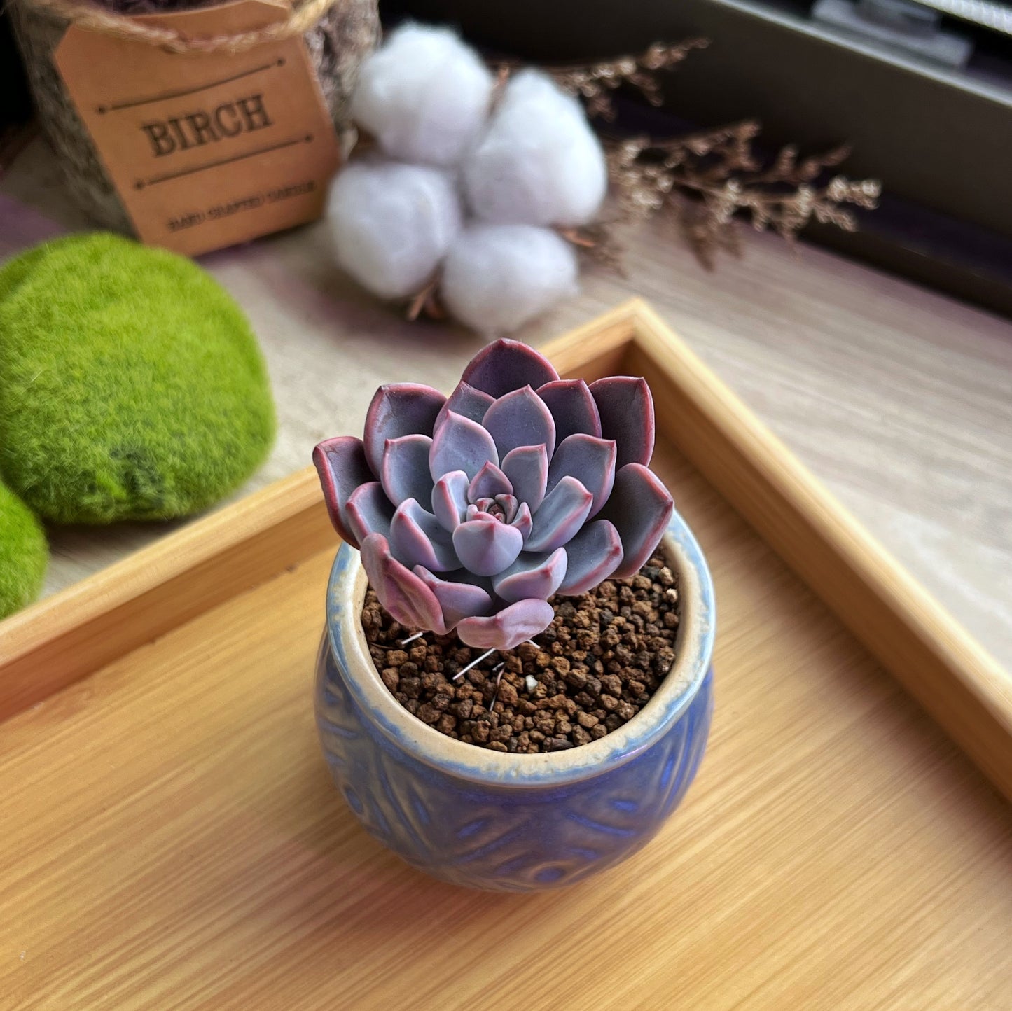 Echeveria Gibbiflora in glazed ceramic pot