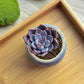 Echeveria Gibbiflora in glazed ceramic pot