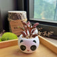 Peperomia Graveolens in panda ceramic pot