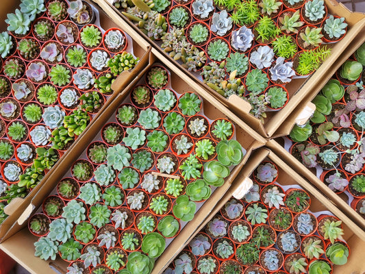 Succulent for Sale - Explore our selection of beautiful and healthy succulents, perfect for adding greenery to any space