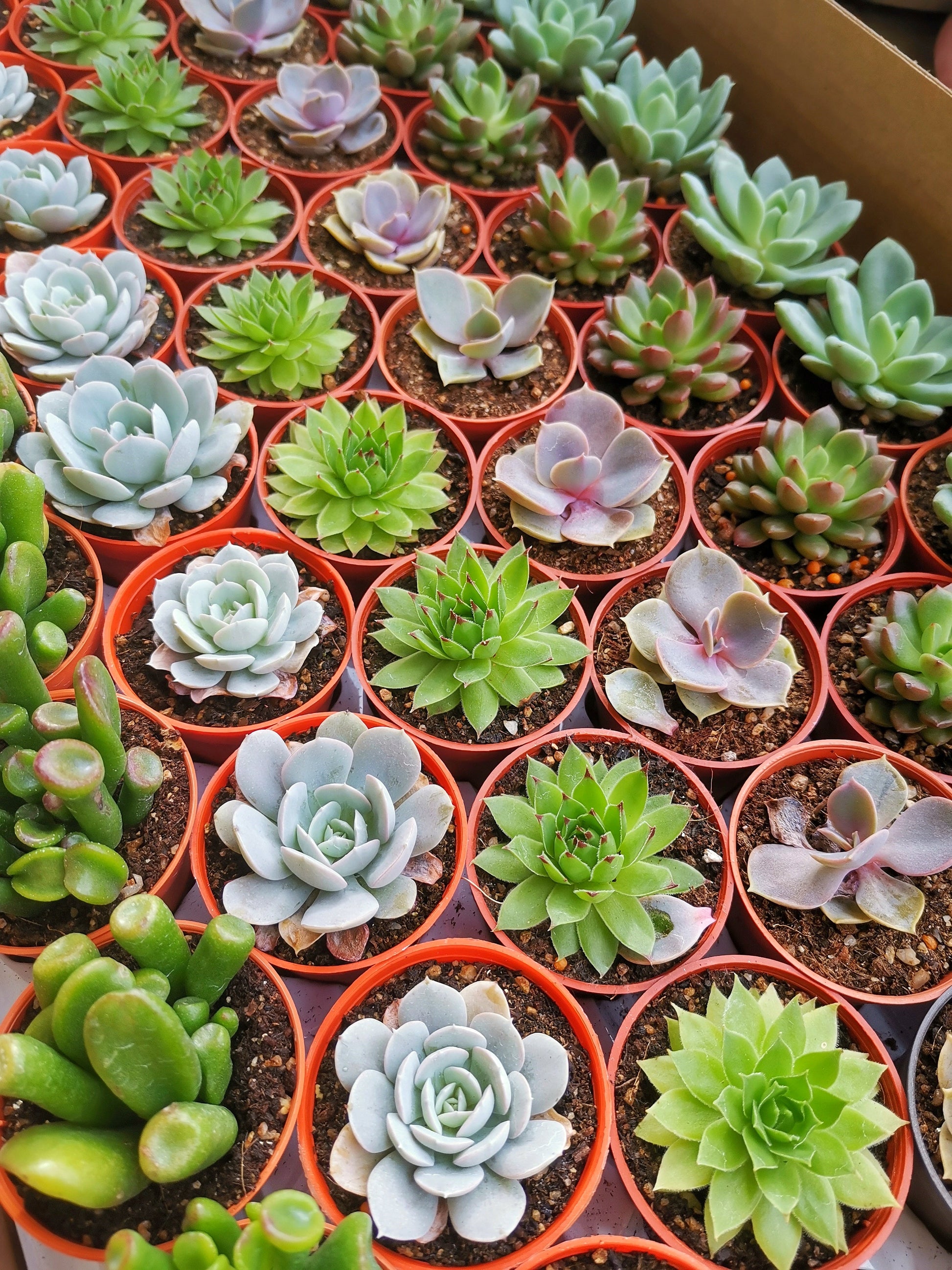 Healthy and beautiful potted succulent for wholesale - a fresh and vibrant choice for retail or gifting.