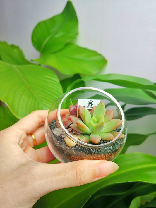 Round Glass Succulent Terrarium (S)