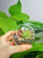 Round Glass Succulent Terrarium (S)