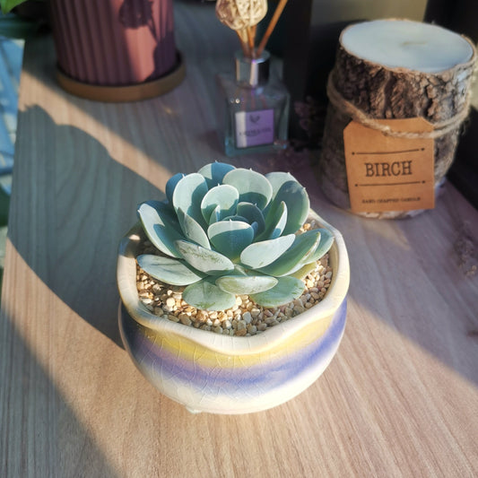 Echeveria Secunda in glazed candy pot