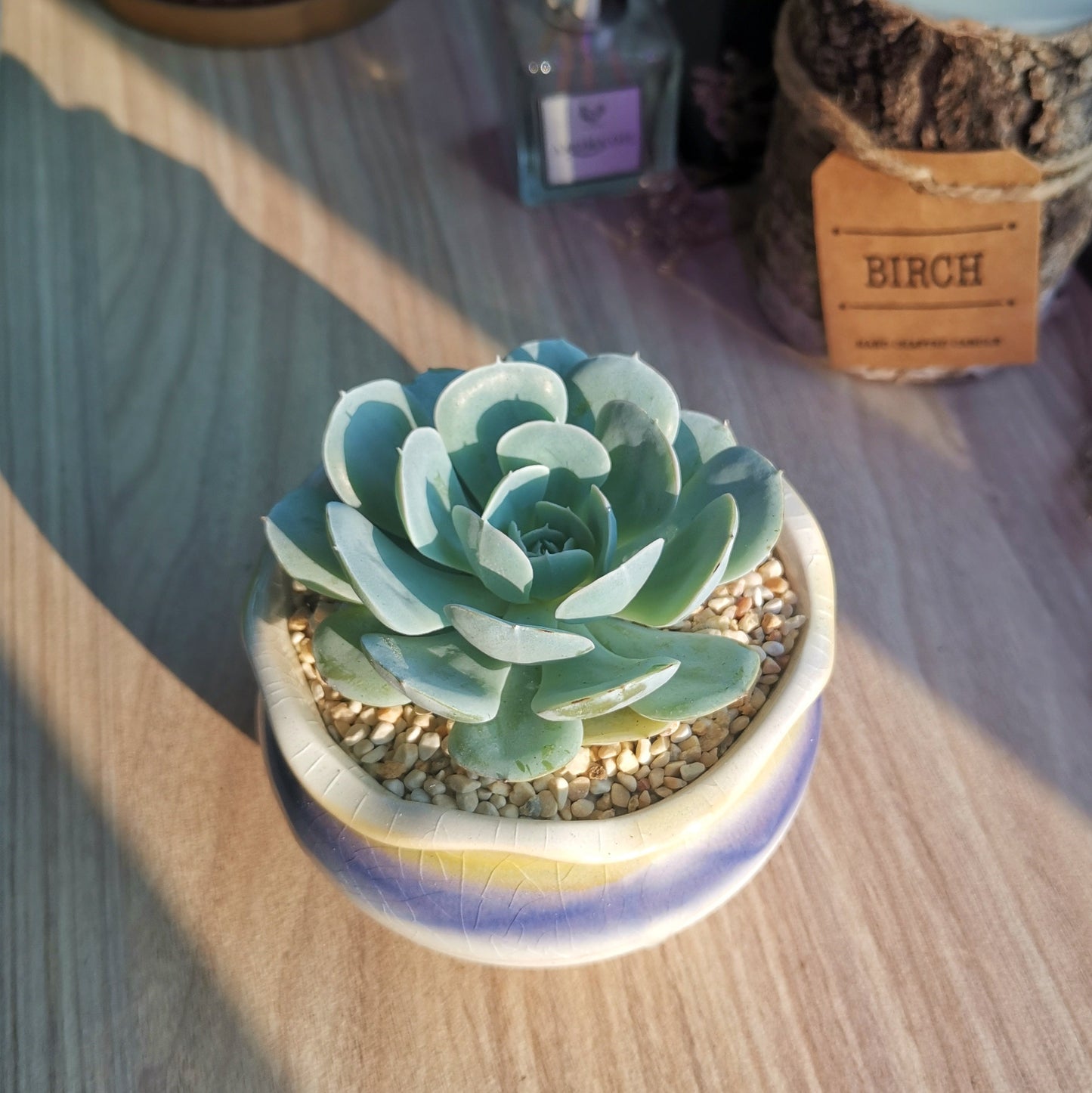 Echeveria Secunda in glazed candy pot